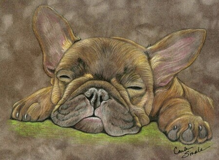 French Bulldog Original Drawing on Suede Board-Carla Smale