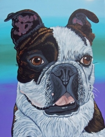 Boston Terrier