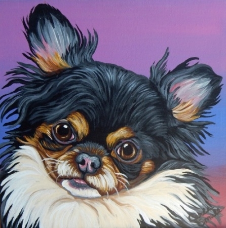 Papillion Chuhuahua