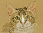 Brown Tabby Coloured Pencil Portrait